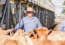 Big day for cattle sale
