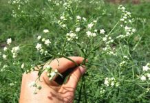 Invasive species taking hold