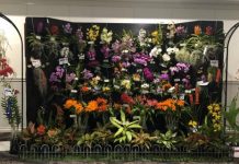 Colourful orchids on show