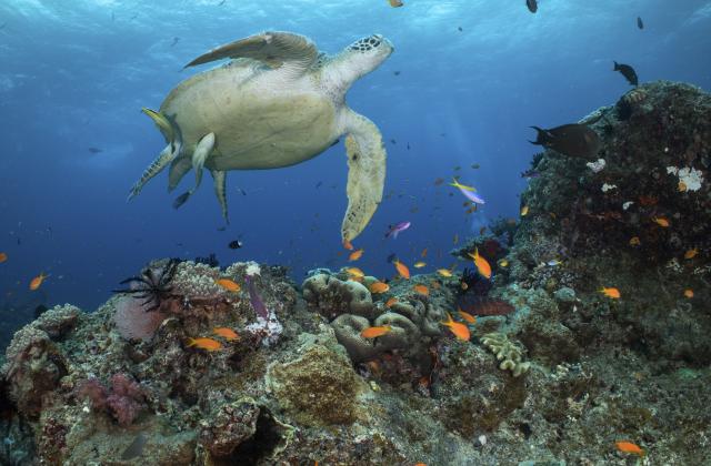 Follow the rules of the Great Barrier Reef these school holidays