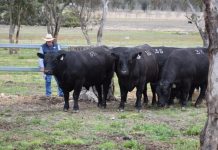 Global Methane Pledge: Blowing the trumpet for agriculture