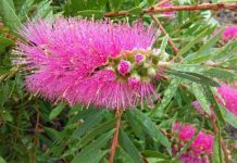 Gardens go waterwise