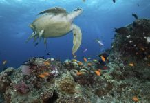 Researchers believe K’gari shaped reef