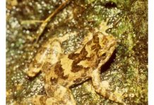 No way to treat people, or frogs