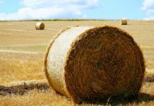 Feedlot charged over worker electrocution