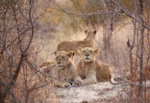 Vic-made robot to fight African poachers