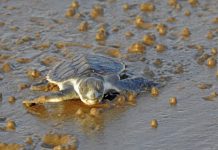 First turtle tracks reported