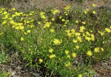 New app to identify and manage weeds