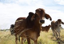 Gracemere market report shows strong lines of cattle across the board