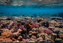 Coral spawning  key to recovery