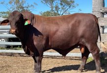 Santas celebrate mooving milestone