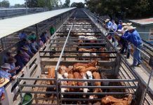 Rain falls to deter cattle sale