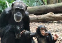 Sad death at Rockhampton Zoo