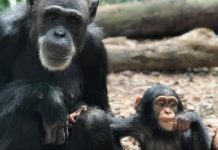 Hearts ache for chimp death