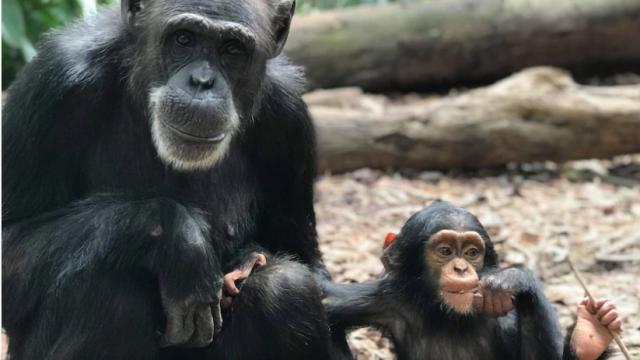 Hearts ache for chimp death - Central Queensland Today