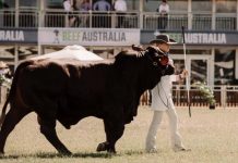 Beef Australia announces Stud Cattle Championship Committee