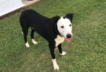 Furry friends looking for forever homes