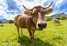 A world without livestock is a world without an agricultural future