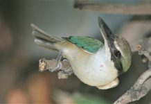 Kingfisher keeps watch