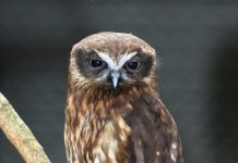 Boobook hunts at night