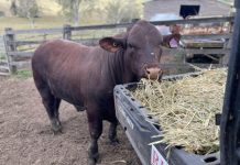 Have your say: Livestock brands, earmarks future