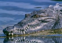 ‘Definitely a crocodile’ near Brisbane
