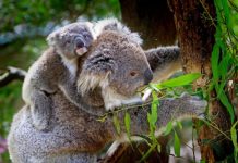 Be part of CQUniversity’s community koala survey