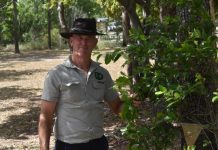 Trees need heritage-listing