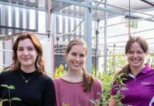 Uni scientists tackle myrtle rust threat