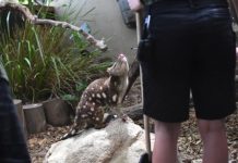 Tropical quoll subspecies ‘nearing brink of extinction’