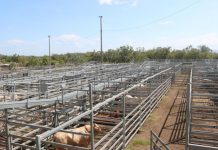 CQLX cattle sale sees an increase in yards