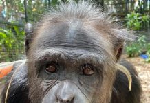 Rockhampton Zoo finally has answers