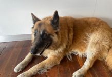 Terrifying dog attack