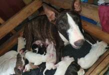 Vet shortage puts pets at risk