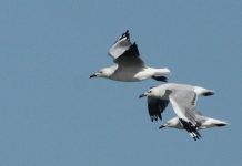 Gulls love some fish and chips