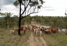 National cattle herd skyrockets