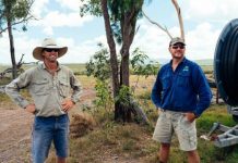 Pineapple industry despair