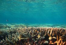 Helping farmers protect the Reef