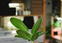 Skilling Queenslanders for work