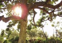 Replacement of Rockhampton Memorial Gardens Leichhardt tree