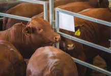 Beef Australia announces Committee