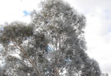 May the best gum tree win