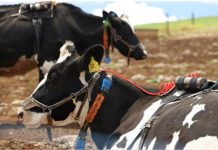 Cash to progress world-class sustainable livestock feed trials
