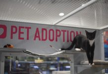 Help an animal, adopt different