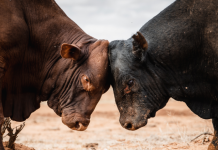 Rural Aid’s photography comp opens