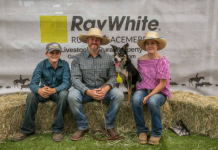 Dog sells for record $33k