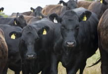 Gracemere market report