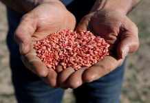 Farmers optimistic of China barley ban ending