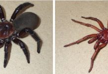 ’Giant’ new spider a North Burnett native