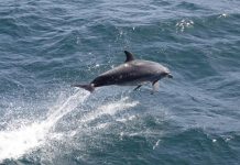 Fined for feeding dolphin